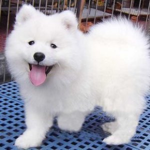 西安哪里有卖萨摩耶犬的 西安哪里出售萨摩耶