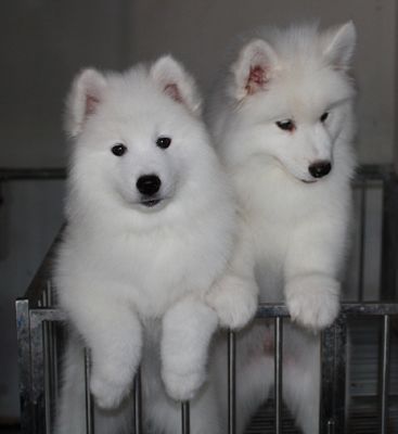 重庆哪里卖萨摩耶,重庆哪里卖萨摩耶,纯种萨摩