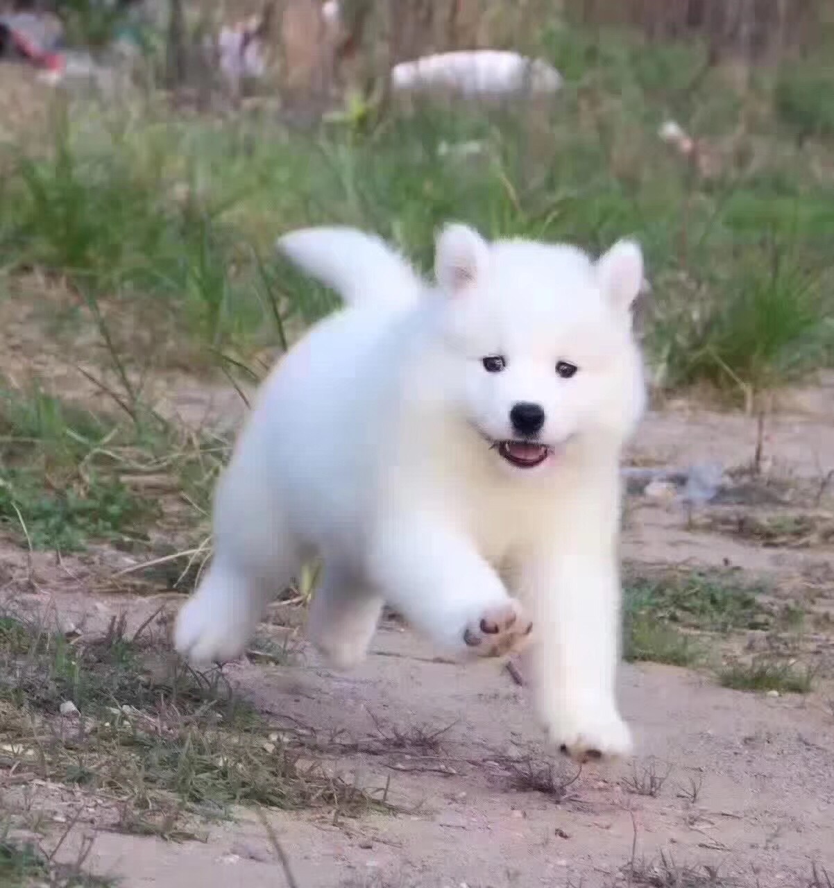 南京哪里有卖漂亮的萨摩、南京萨摩多少钱一只