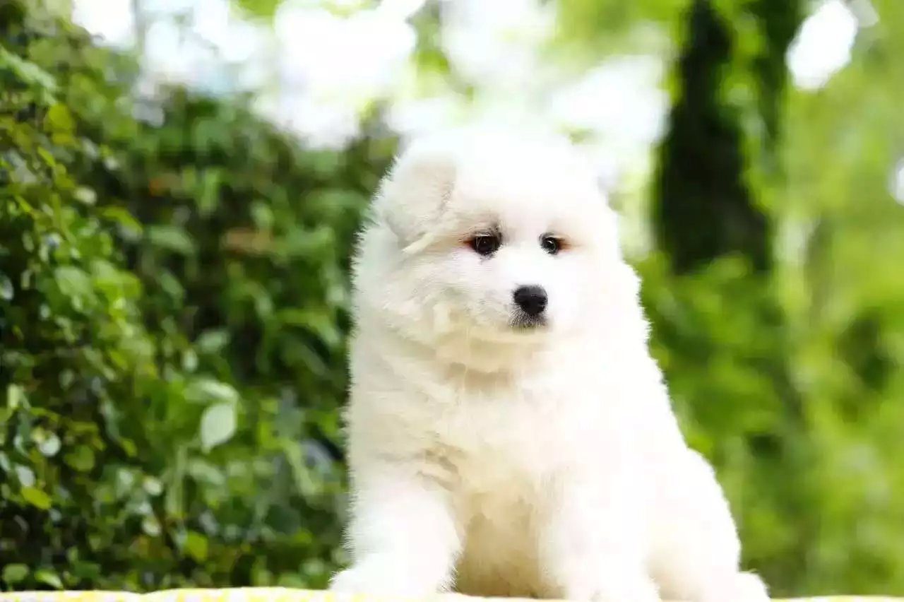  重庆哪里有萨摩耶 重庆萨摩耶多少钱 重庆萨