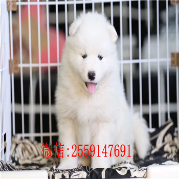 武汉哪里有萨摩耶 武汉萨摩耶多少钱 武汉萨摩