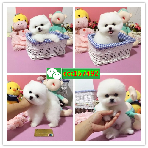 武汉买狗、武汉卖狗信息、武汉宠物狗交易信息