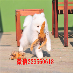 潍坊哪里有萨摩耶出售 萨摩耶哪里纯种健康 萨摩耶雪橇犬哪里的价格便宜 多少钱