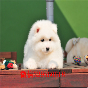 潍坊萨摩耶出售 纯种萨摩耶幼犬多少钱 白色萨