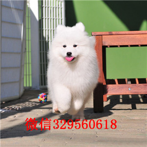  扬州哪里有萨摩耶犬出售 萨摩耶雪橇犬哪里的