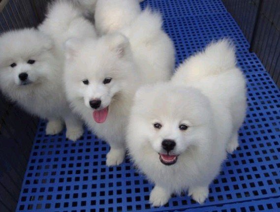 东莞哪里有萨摩耶卖东莞纯种萨摩耶多少钱