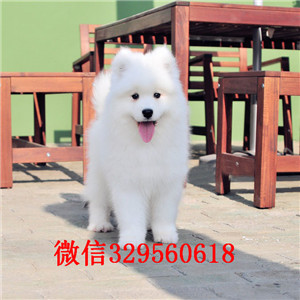 潍坊哪里有萨摩耶出售 萨摩耶哪里纯种健康 萨