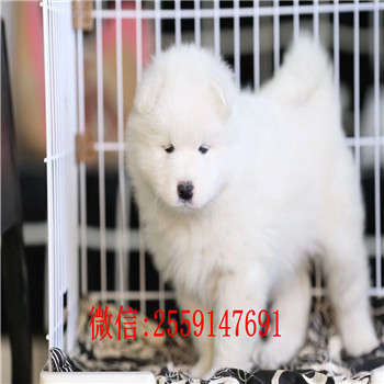 重庆哪里有萨摩耶出售 重庆纯种萨摩价格 哪里