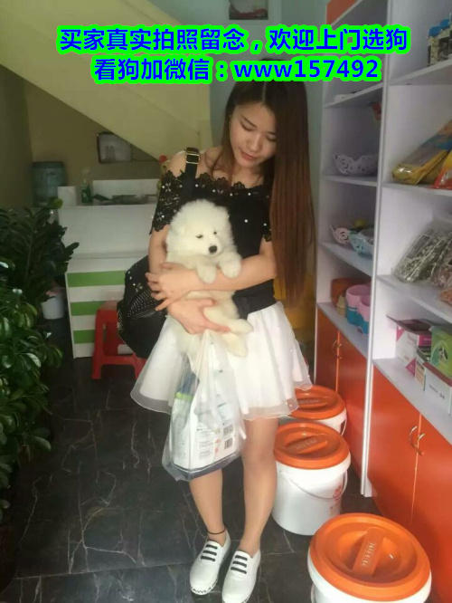 西安买狗、西安卖狗信息、西安宠物狗交易信息