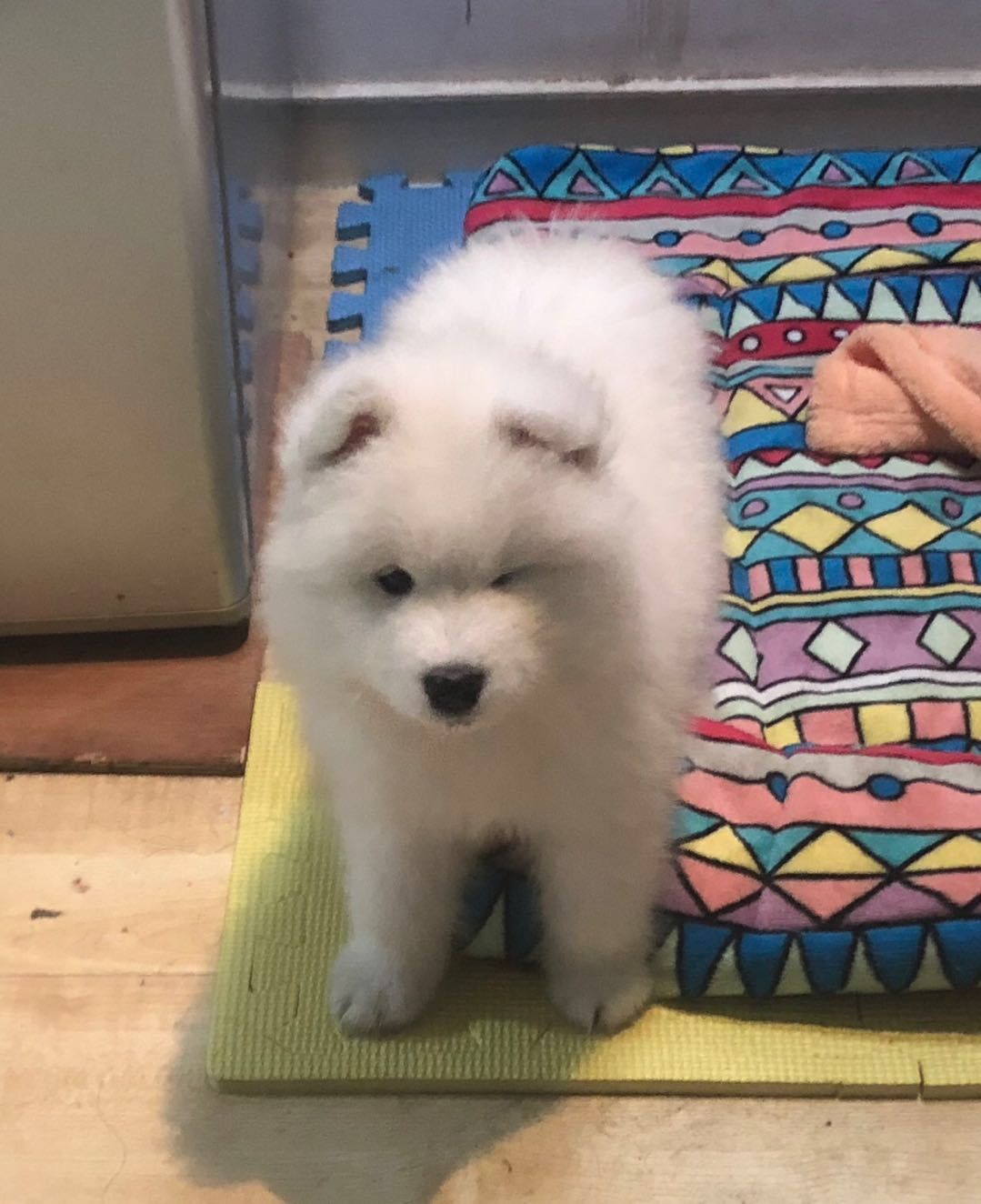 五个月大纯种家养萨摩耶