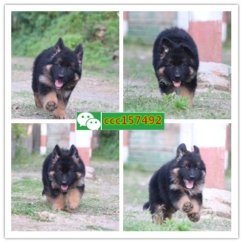 武汉买狗、武汉卖狗信息、武汉宠物狗交易信息