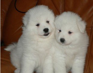 宠物狗萨摩耶犬价格萨摩耶犬图片萨摩耶犬出售武汉萨摩耶犬犬舍