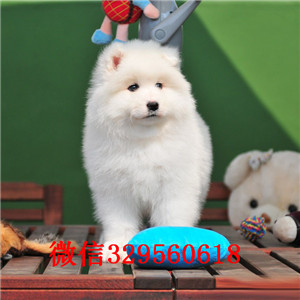  佳木斯哪里有卖萨摩耶犬 萨摩耶雪橇犬纯种健