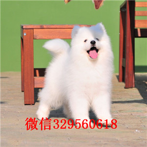 聊城哪里有纯种健康的萨摩耶出售 萨摩耶微笑