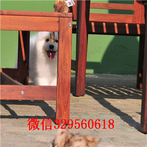 日照出售纯种白色萨摩耶萨摩耶图片出售纯种微笑天使萨摩耶幼犬出售家养萨摩耶宝宝