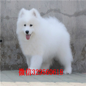 汕头哪里有卖纯种萨摩耶萨摩耶价格出售纯种微