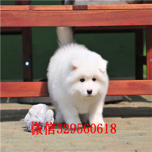 荆州哪里能买到纯种萨摩耶萨摩耶价格双血统赛级萨摩耶多少钱高品质澳版萨摩耶