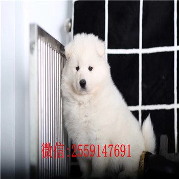 衡阳纯种萨摩耶怎么卖 衡阳哪里卖的萨摩耶便