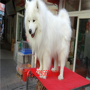 十堰出售纯种白色萨摩耶萨摩耶价格双血统赛级