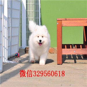 荆州哪里能买到纯种萨摩耶萨摩耶价格双血统赛级萨摩耶多少钱高品质澳版萨摩耶
