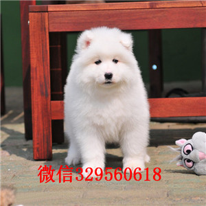 日喀则哪里有卖纯种萨摩耶萨摩耶犬舍狗场出售