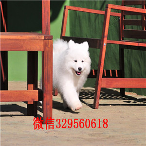 黄山哪里有卖纯种萨摩耶萨摩耶犬舍狗场赛级萨