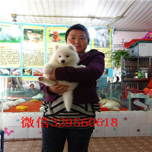 铜陵出售纯种白色萨摩耶萨摩耶多少钱赛级萨摩耶幼犬出售打完疫苗证书齐全