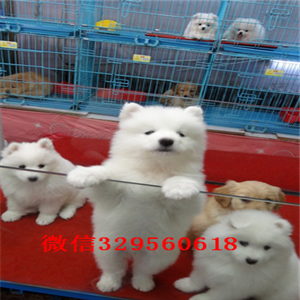 铜陵出售纯种白色萨摩耶萨摩耶多少钱赛级萨摩