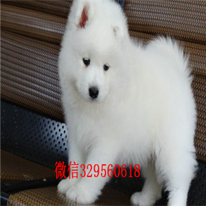 武汉哪里有卖纯种萨摩耶萨摩耶多少钱出售极品萨摩耶幼犬出售家养萨摩耶宝宝