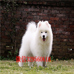 铜陵出售纯种白色萨摩耶萨摩耶多少钱赛级萨摩耶幼犬出售打完疫苗证书齐全