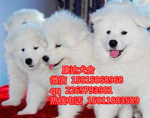 东莞哪里卖萨摩耶,萨摩耶多少钱,健康保证