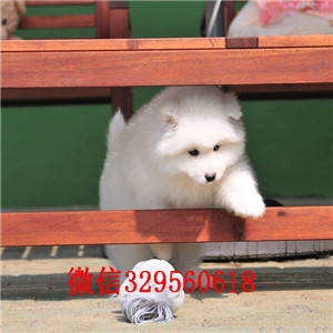 荆州哪里能买到纯种萨摩耶萨摩耶价格双血统赛