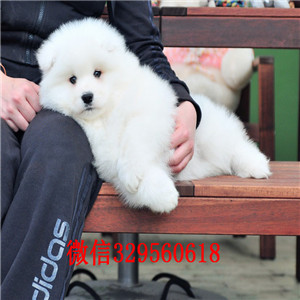 临夏哪里能买到纯种萨摩耶萨摩耶多少钱赛级萨