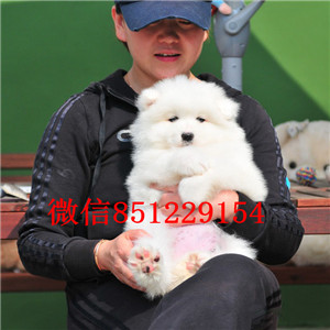 武汉实体店热卖萨摩耶颜色齐全支持全国空运发货 