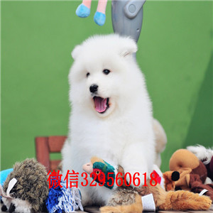 莱芜哪里能买到纯种萨摩耶萨摩耶犬舍狗场赛级