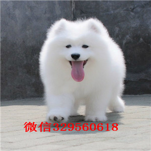 滨州哪里有卖纯种萨摩耶萨摩耶图片出售纯种微