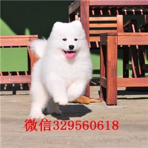 黄山哪里有卖纯种萨摩耶萨摩耶犬舍狗场赛级萨摩耶幼犬出售高品质澳版萨摩耶