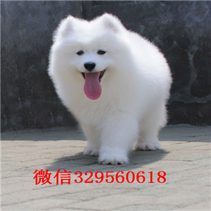扬州出售纯种白色萨摩耶萨摩耶犬舍狗场微笑天