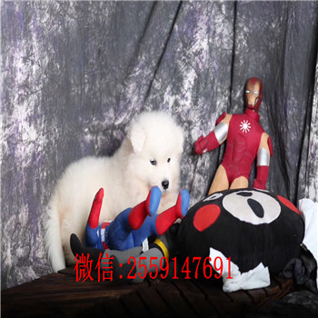  重庆纯种萨摩耶怎么卖 重庆哪里卖的萨摩耶便