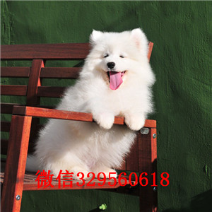 潍坊哪里能买到纯种萨摩耶萨摩耶价格出售萨摩耶公母都有萨摩耶活体