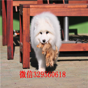 郴州哪里有卖纯种萨摩耶萨摩耶图片出售极品萨