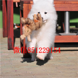 武汉实体店热卖萨摩耶颜色齐全支持全国空运发货 