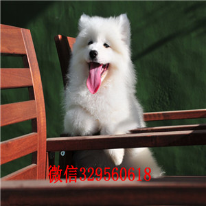 潍坊哪里能买到纯种萨摩耶萨摩耶价格出售萨摩耶公母都有萨摩耶活体