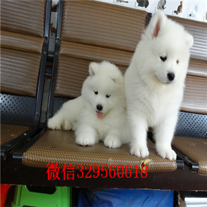 武汉哪里有卖纯种萨摩耶萨摩耶多少钱出售极品