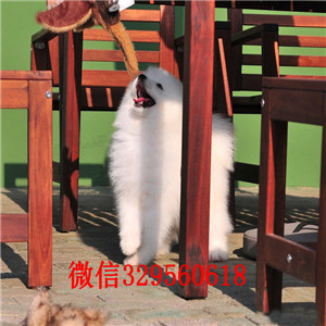 阿里哪里有卖纯种萨摩耶萨摩耶多少钱双血统赛级萨摩耶多少钱高品质澳版萨摩耶