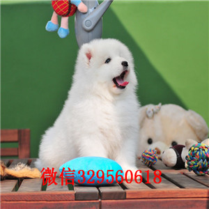 延安哪里能买到纯种萨摩耶萨摩耶多少钱出售极品萨摩耶幼犬萨摩耶活体