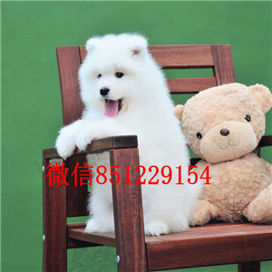 武汉实体店热卖萨摩耶颜色齐全支持全国空运发