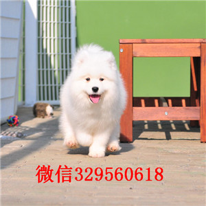 巢湖哪里能买到纯种萨摩耶萨摩耶价格双血统赛级萨摩耶多少钱专业繁殖萨摩耶犬