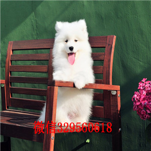 阿里哪里有卖纯种萨摩耶萨摩耶多少钱双血统赛级萨摩耶多少钱高品质澳版萨摩耶