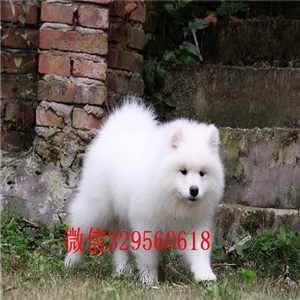 铜陵出售纯种白色萨摩耶萨摩耶多少钱赛级萨摩耶幼犬出售打完疫苗证书齐全